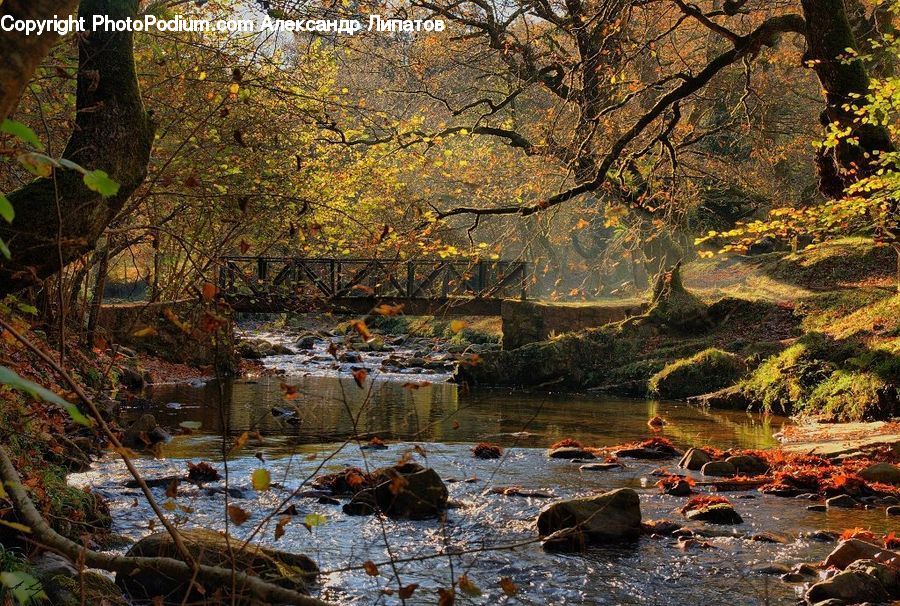Creek, Outdoors, River, Water, Pond, Forest, Grove