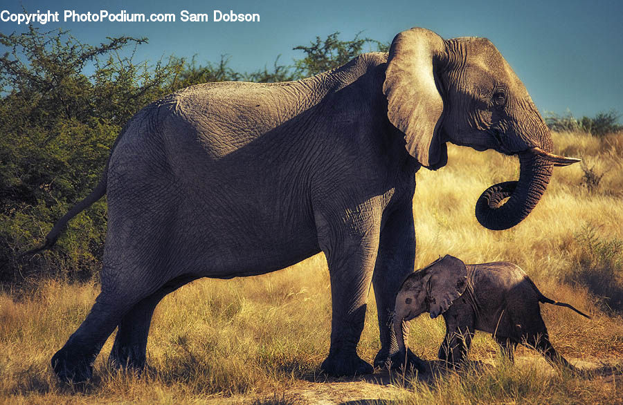 Animal, Elephant, Mammal, Countryside, Outdoors, Oak, Tree
