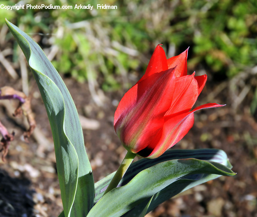 Flora, Flower, Gladiolus, Plant, Blossom, Treasure Flower, Amaryllidaceae