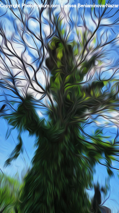 Conifer, Fir, Plant, Tree, Blossom, Flora, Flower