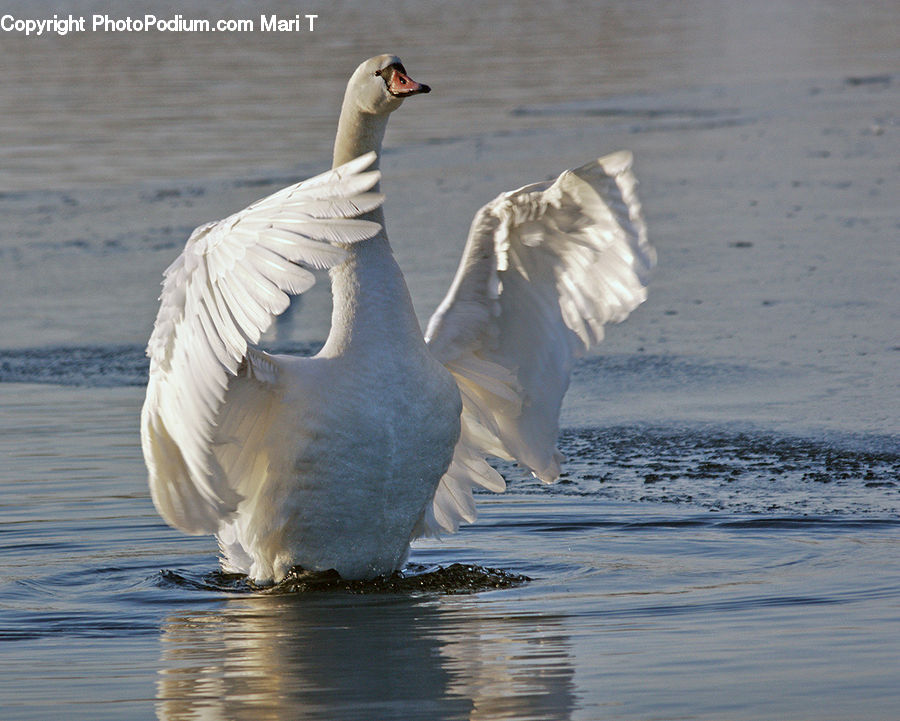 Bird, Swan, Waterfowl, Goose, Crane Bird, Heron, Beak