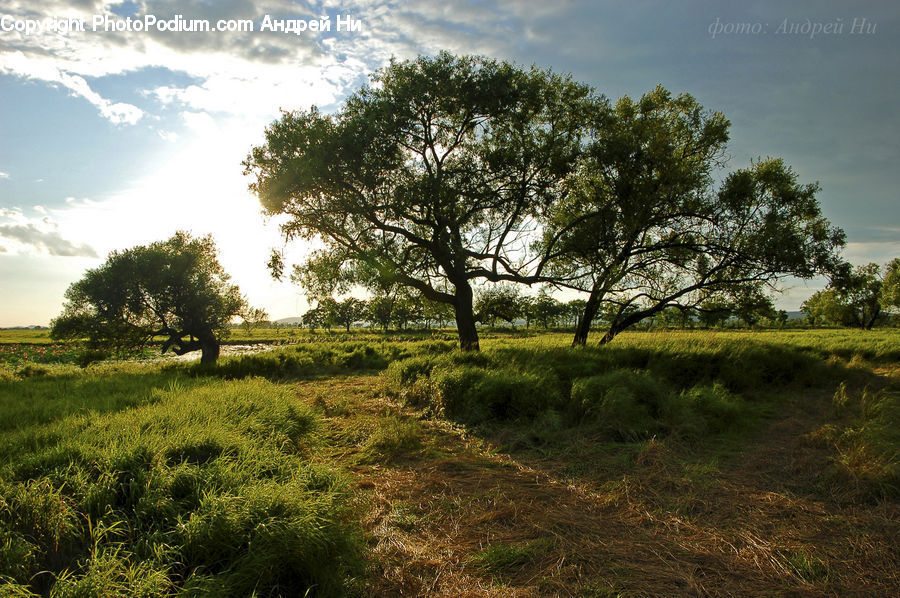 Field, Grass, Grassland, Land, Outdoors, Oak, Tree