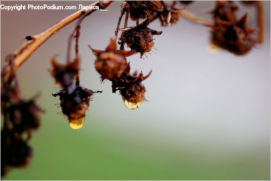 Andrena, Apidae, Bee, Bumblebee, Honey Bee, Insect, Invertebrate
