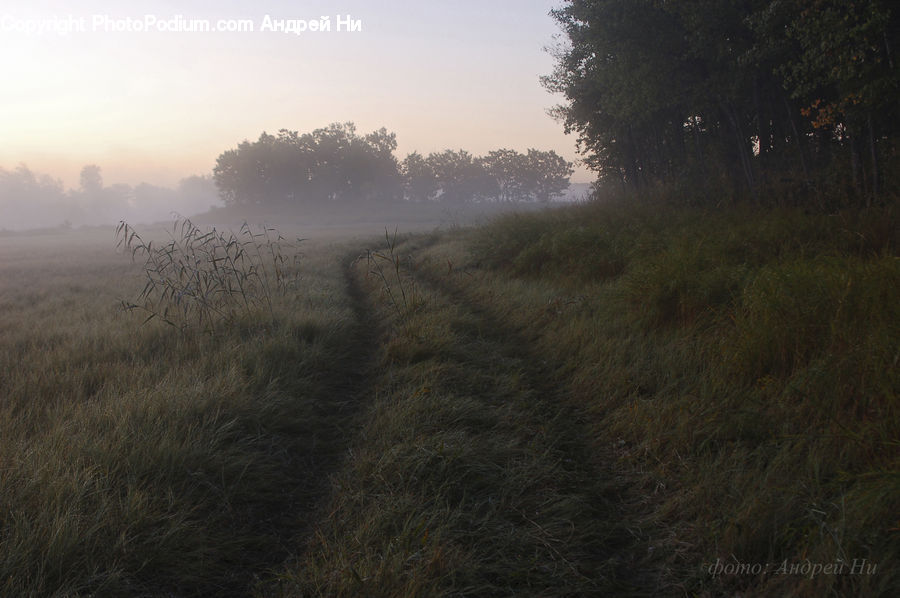 Field, Grass, Grassland, Plant, Land, Outdoors, Fog