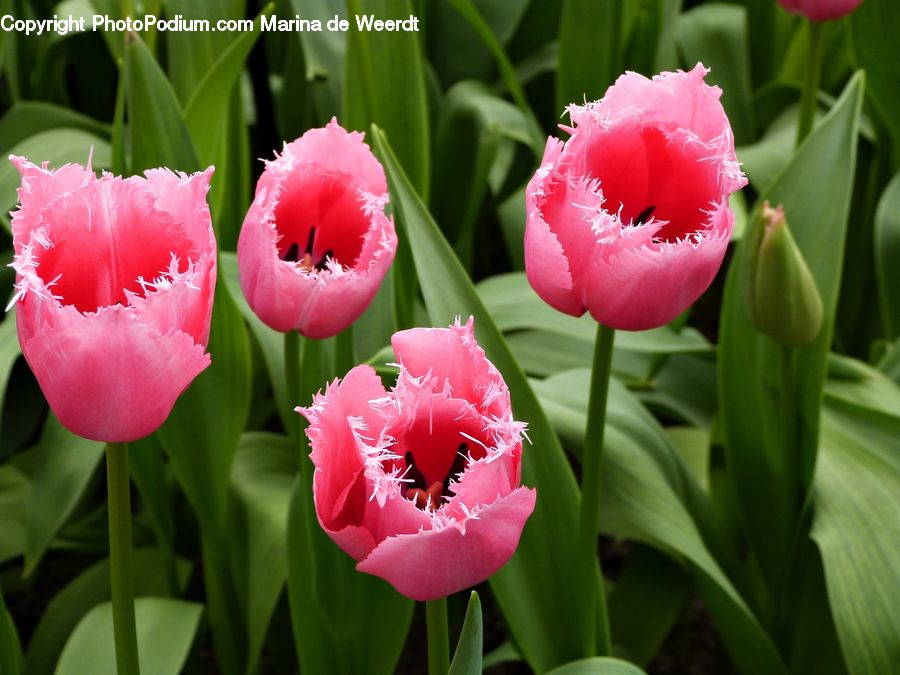 Blossom, Flora, Flower, Plant, Tulip, Carnation, Field
