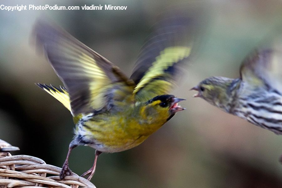 Bird, Finch, Bee Eater, Parakeet, Parrot, Canary