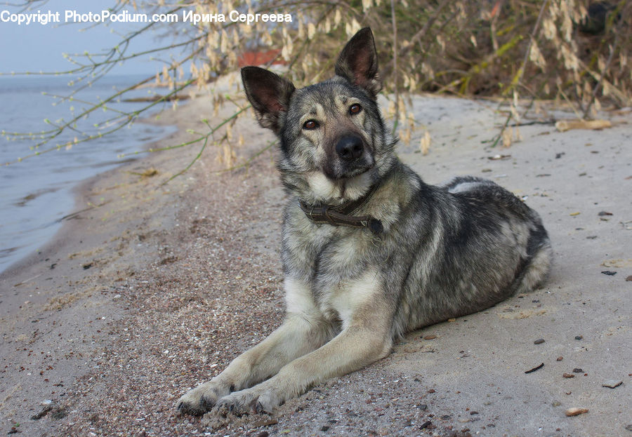 Animal, Canine, Dog, German Shepherd, Mammal, Pet, Husky