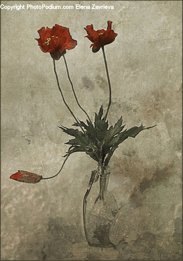 Maple, Maple Leaf, Plant, Flower Arrangement, Ikebana, Potted Plant, Vase