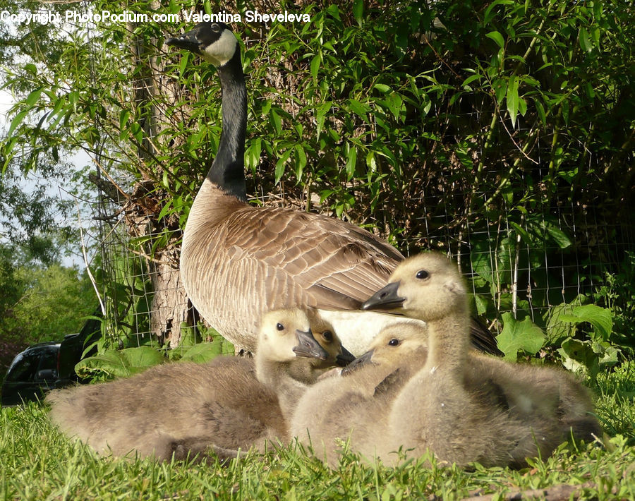 Bird, Goose, Waterfowl, Duck, Teal, Anhinga, Cormorant