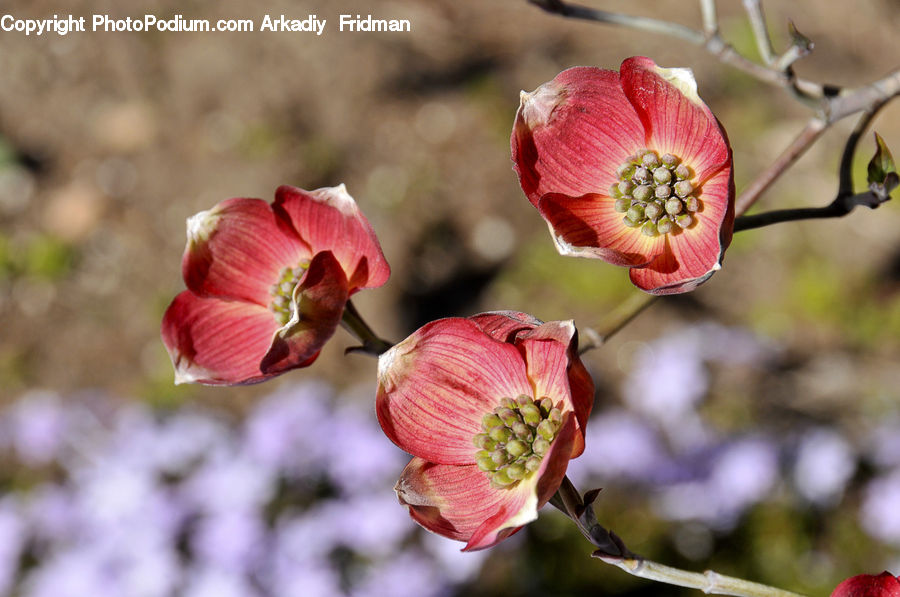 People, Person, Human, Bud, Plant, Blossom, Flora