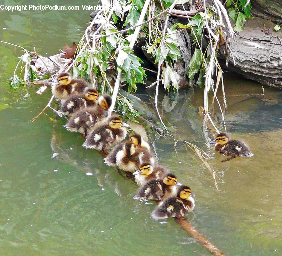 Bird, Duck, Teal, Waterfowl, Apidae, Bee, Bumblebee