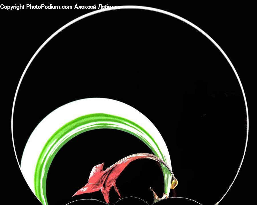 Arch, Anthurium, Flower, Plant, Amaryllis, Blossom, Flora