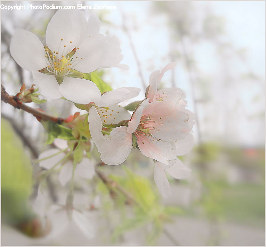 Blossom, Flora, Flower, Plant, Cherry Blossom, Petal, Crocus