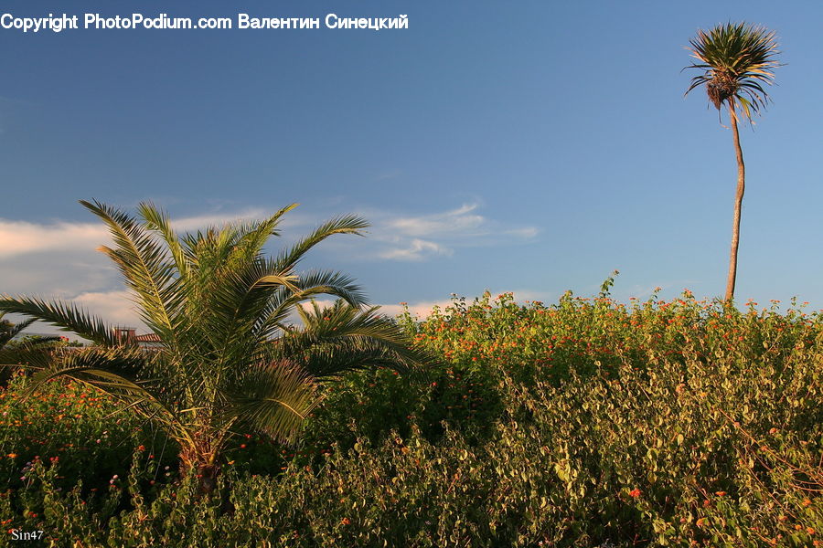 Palm Tree, Plant, Tree, Arecaceae, Field, Grass, Grassland