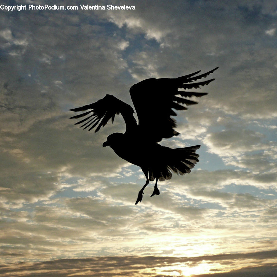 Bird, Blackbird, Crow, Silhouette