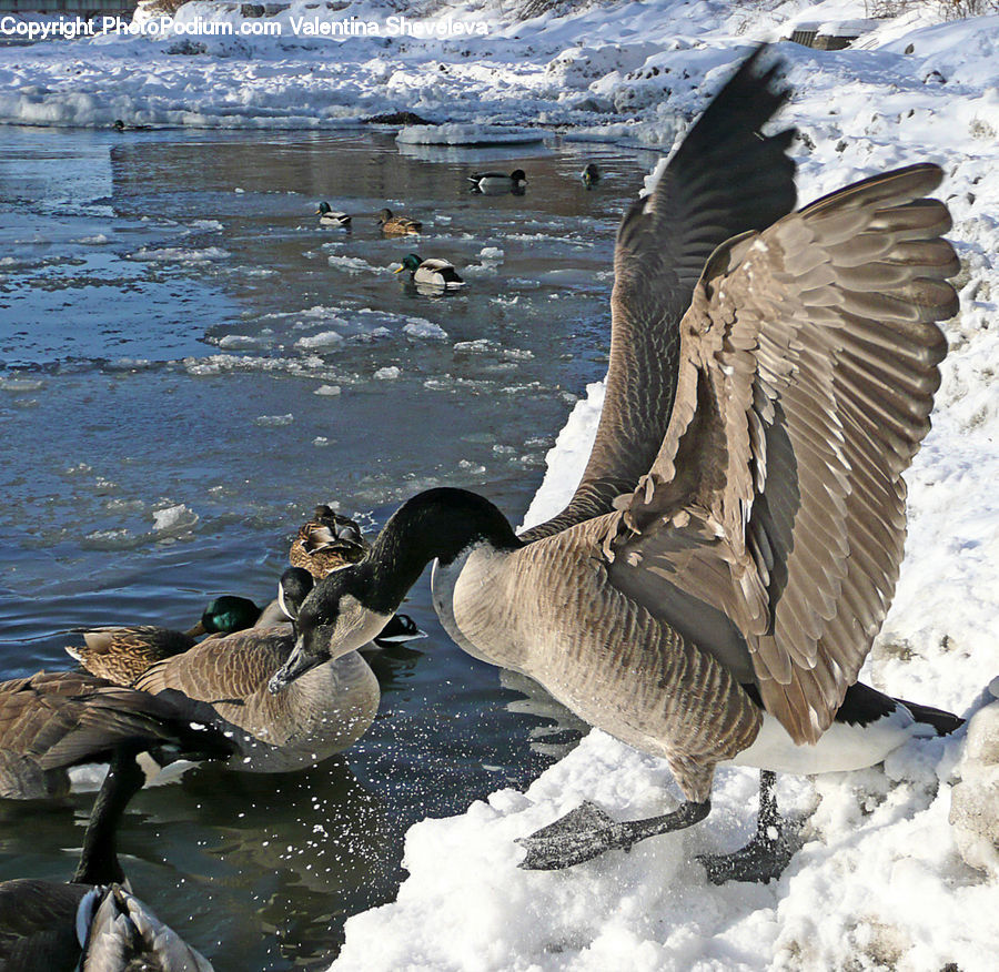 Bird, Goose, Waterfowl, Booby, Duck, Teal