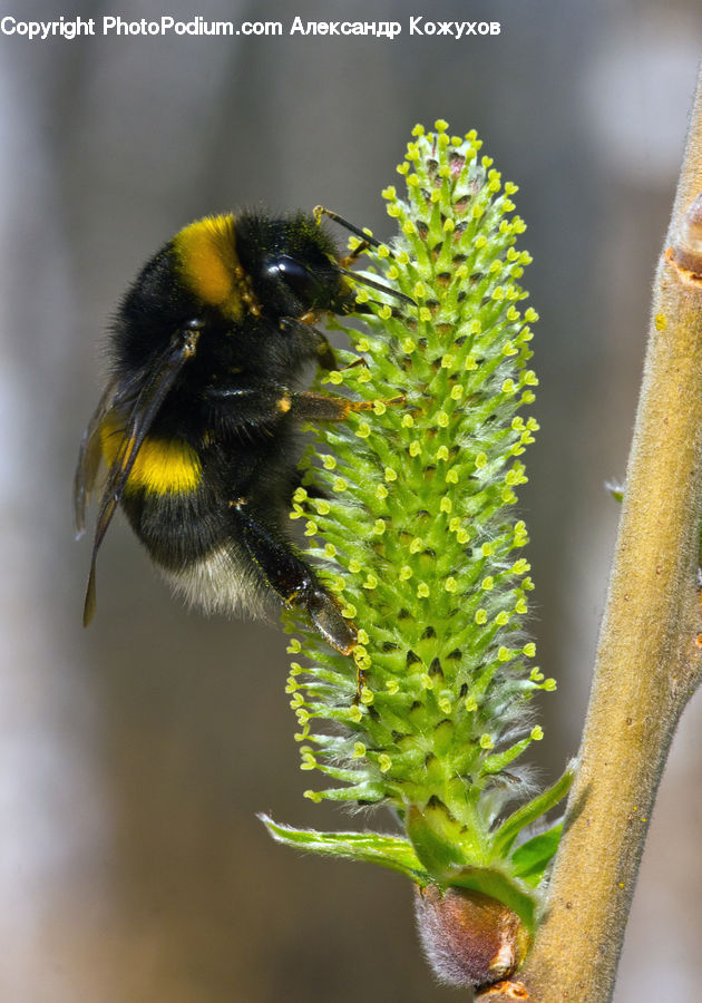 Andrena, Apidae, Bee, Bumblebee, Honey Bee, Insect, Invertebrate