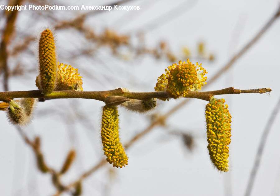 Flower, Mimosa, Plant, Dill, Anther, Petal, Flora