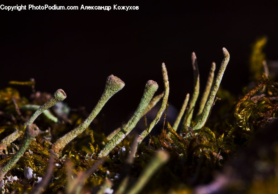 Fern, Plant, Conifer, Fir, Tree, Moss, Field