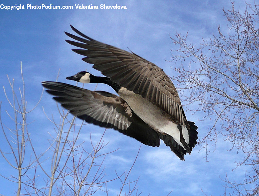 Bird, Goose, Waterfowl, Crane Bird, Heron
