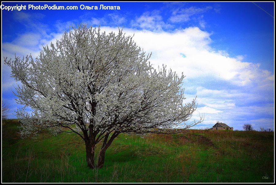 Plant, Tree, Blossom, Cherry Blossom, Flower, Oak, Wood