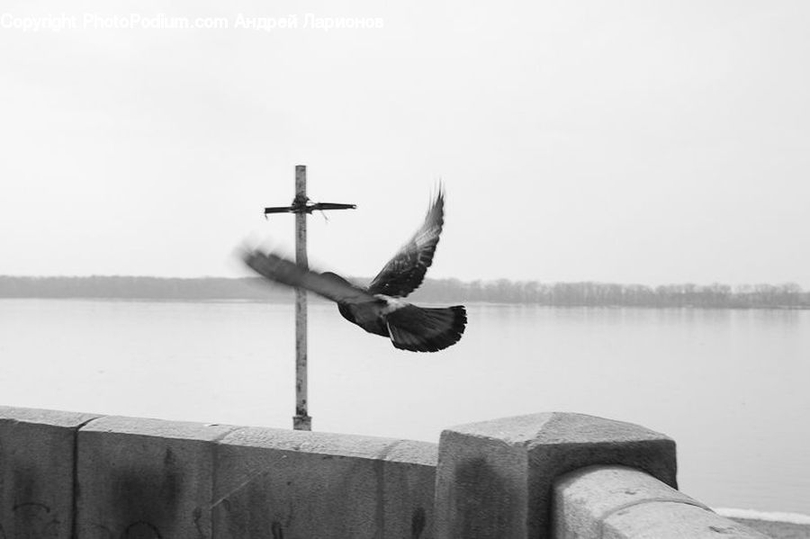 Tomb, Pole, Bird, Seagull, Kite Bird, Dove, Pigeon