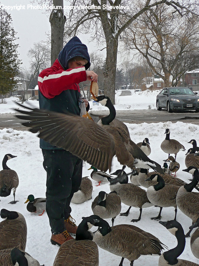 People, Person, Human, Bird, Goose, Waterfowl, Outdoors