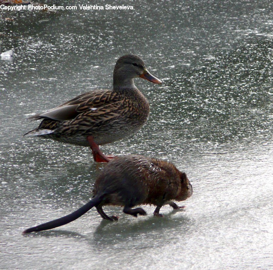 Bird, Duck, Teal, Waterfowl, Goose