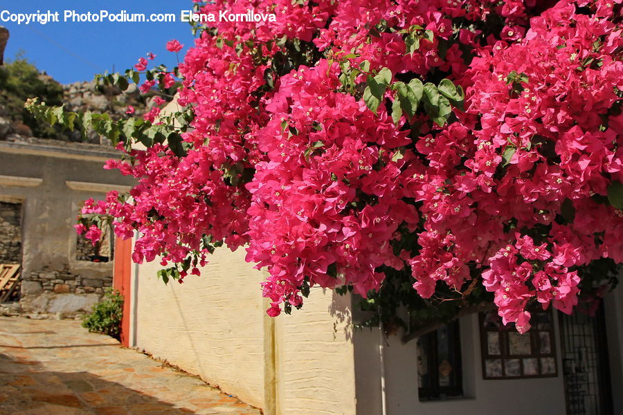 Blossom, Flora, Flower, Geranium, Plant, Tree, Bush
