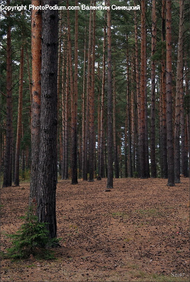 Forest, Vegetation, Grove, Land, Fir, Redwood, Tree