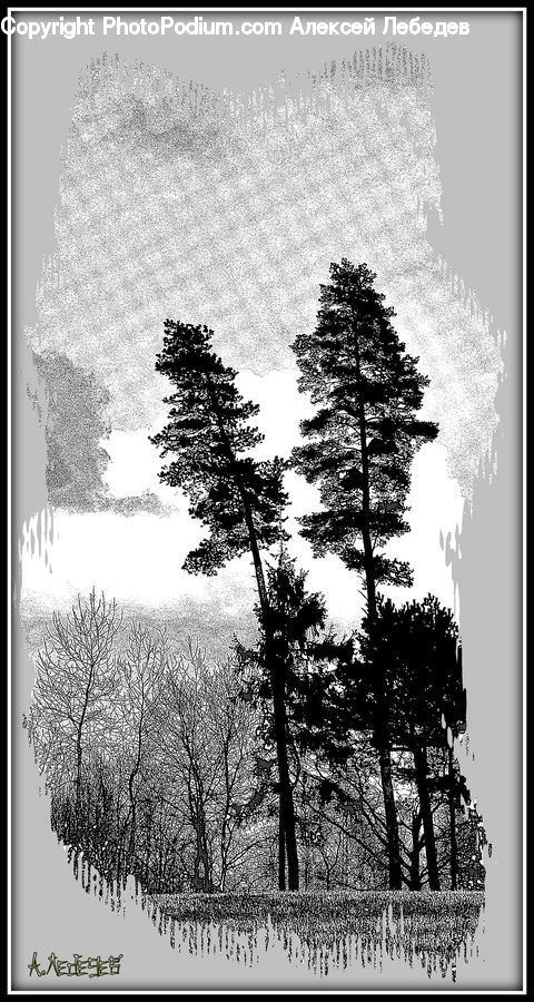 Conifer, Fir, Spruce, Wood, Brochure, Flyer, Paper