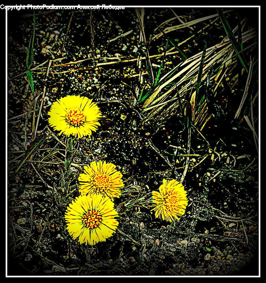 Flora, Flower, Plant, Treasure Flower, Dandelion, Asteraceae, Blossom