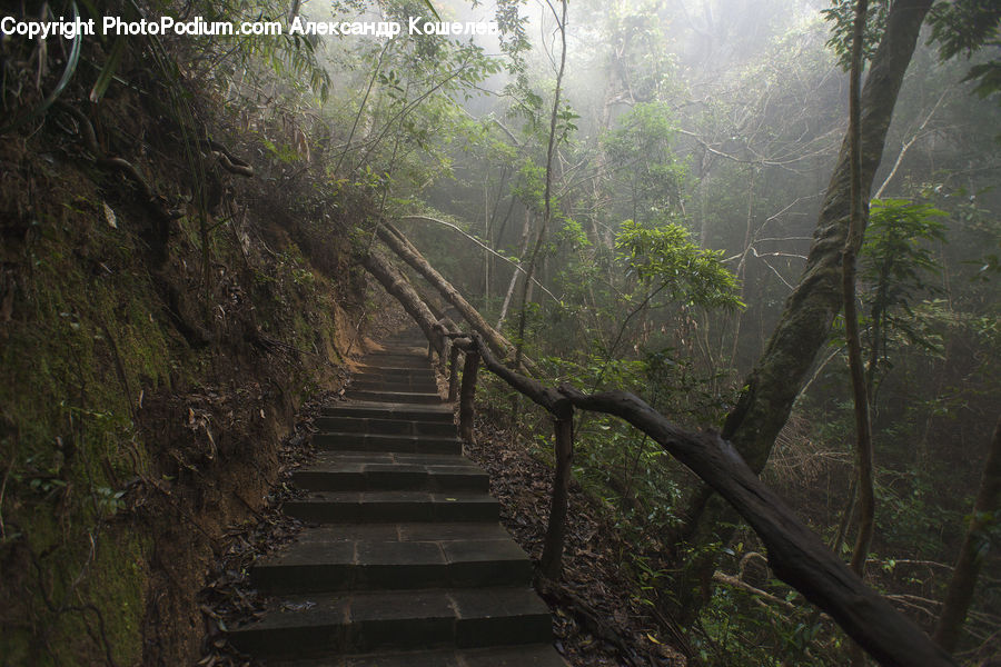 Forest, Jungle, Rainforest, Vegetation, Boardwalk, Deck, Path