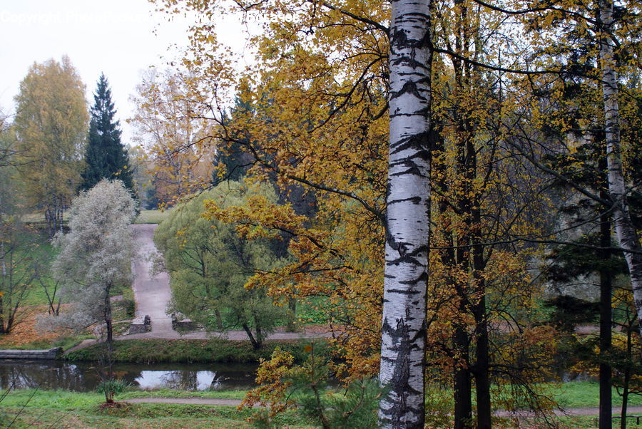 Birch, Tree, Wood, Landscape, Nature, Scenery, Conifer