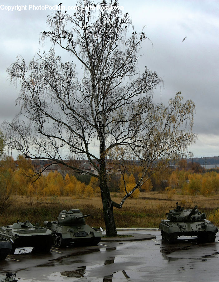 Army, Tank, Vehicle, Landscape, Nature, Scenery, Half Track