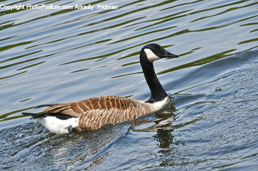 Bird, Goose, Waterfowl, Booby