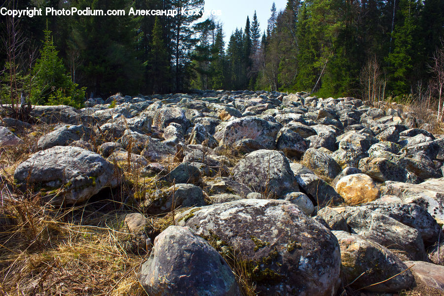 Rock, Creek, Outdoors, River, Water, Forest, Vegetation