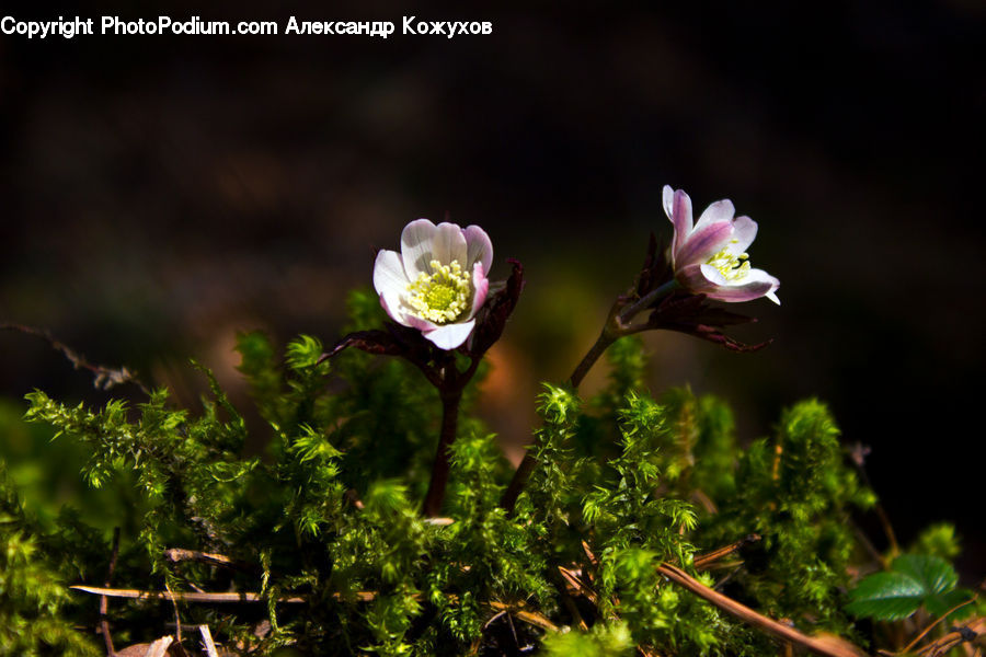 Moss, Plant, Blossom, Flora, Flower, Potted Plant, Forest