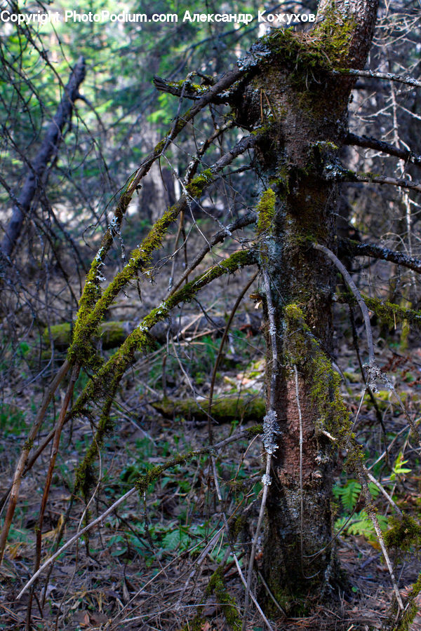 Conifer, Fir, Plant, Tree, Larch, Wood, Fern