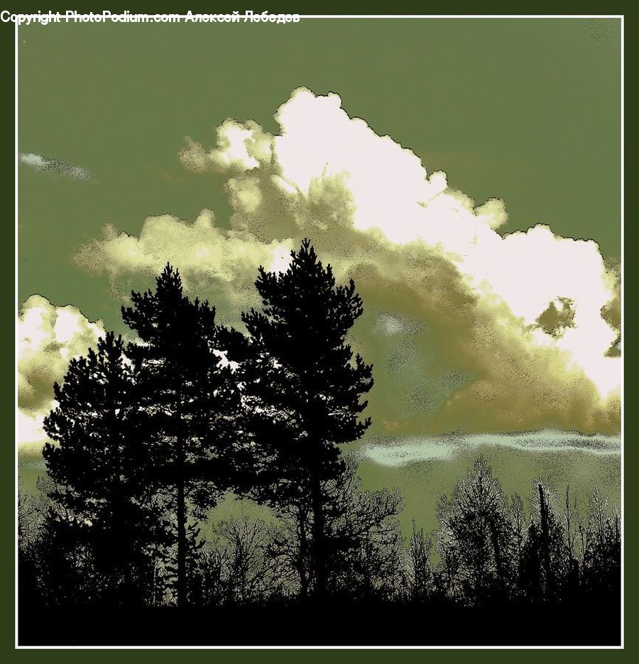 Conifer, Fir, Plant, Tree, Forest, Silhouette, Vegetation