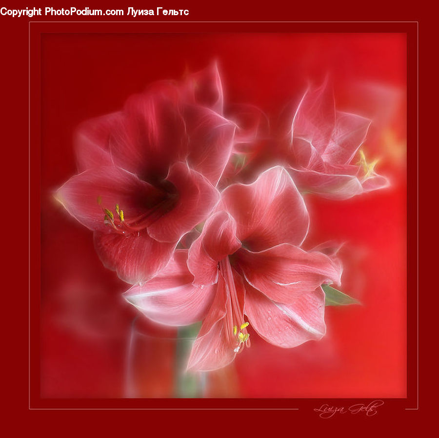 Blossom, Flora, Flower, Geranium, Plant, Art, Collage