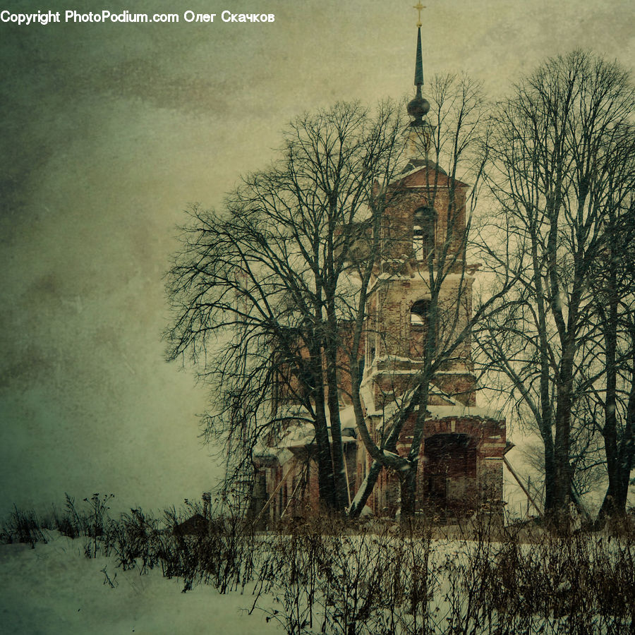Architecture, Bell Tower, Clock Tower, Tower, Plant, Tree, Forest