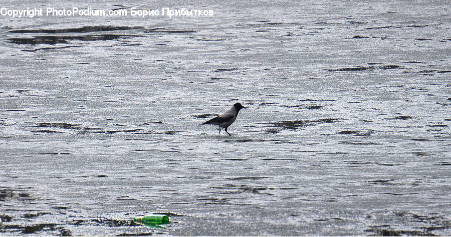 Bird, Booby, Outdoors, Sea, Water