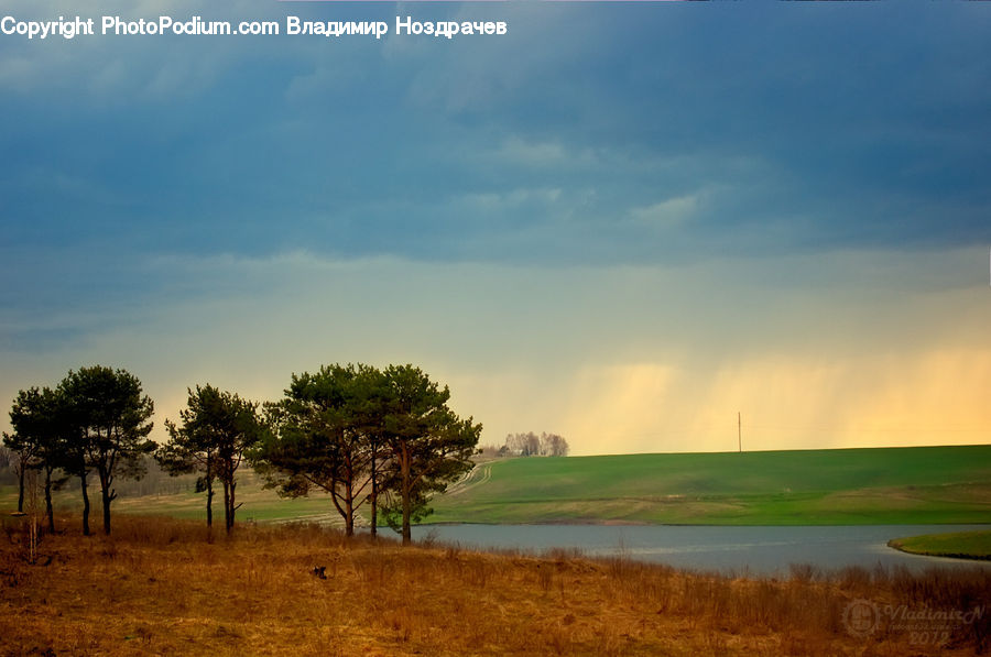 Field, Grass, Grassland, Land, Outdoors, Plant, Tree