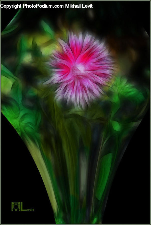 Blossom, Carnation, Flower, Plant, Flora, Flower Arrangement, Flower Bouquet