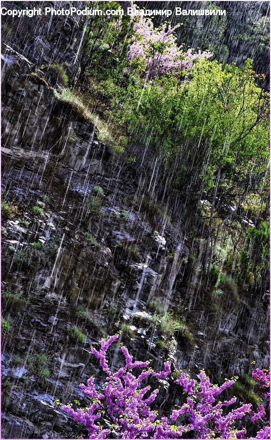 Outdoors, River, Water, Waterfall, Blossom, Flora, Flower