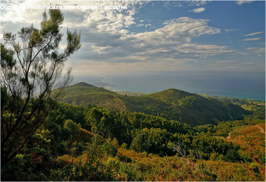 Forest, Jungle, Rainforest, Vegetation, Countryside, Hill, Outdoors