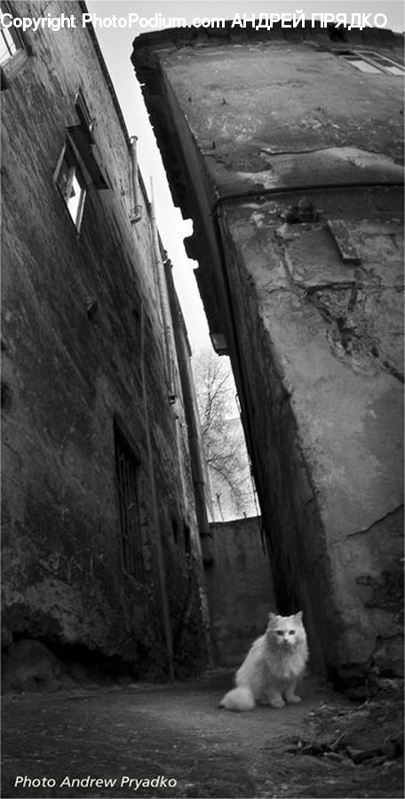 Animal, Cat, Mammal, Pet, Column, Pillar, Alley