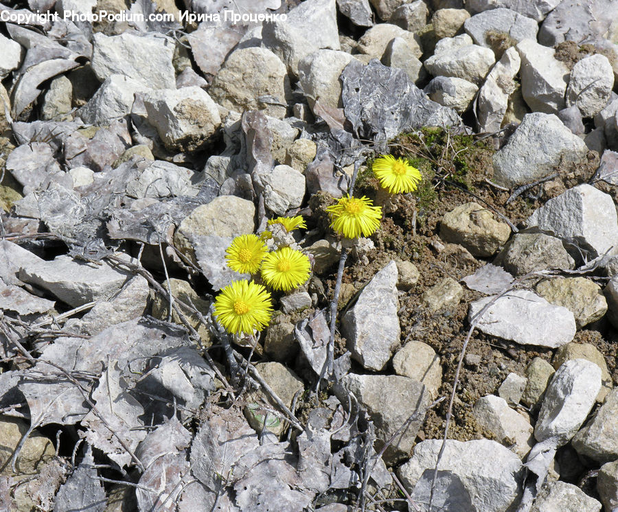 Asteraceae, Blossom, Flora, Flower, Plant, Rubble, Cactus
