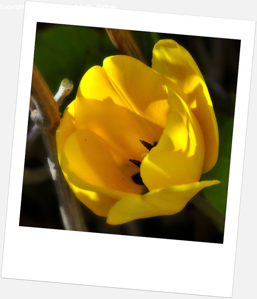 Flora, Flower, Gladiolus, Plant, Blossom, Crocus, Tulip